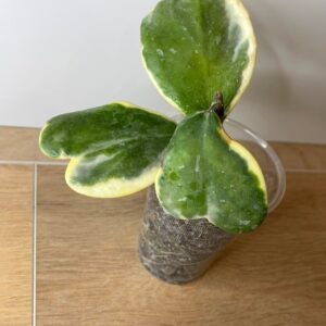 Hoya kerrii variegata albomarginata