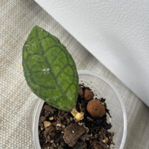 Hoya Finlaysonii - Long Leaf Variety