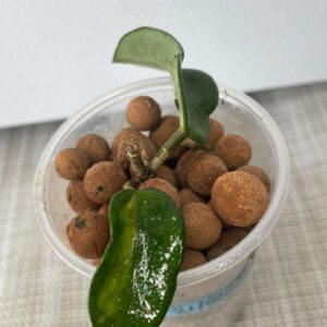 Hoya Krimson Princess (B)