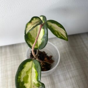 Hoya Krimson Princess