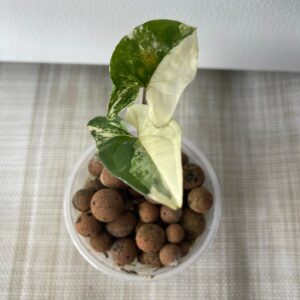 Syngonium Albo Half Moon Leaves