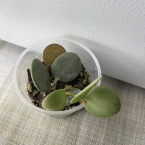 Xerosicyos Danguyi/ Silver Dollar Plant/ Cascading Plant