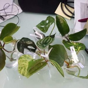 Indoor Plant Cuttings x 10