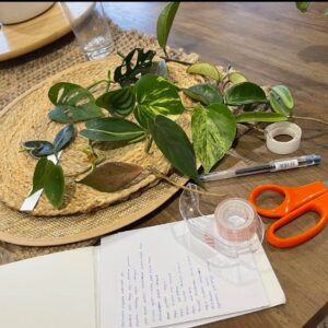 Indoor Plant Cuttings x 20