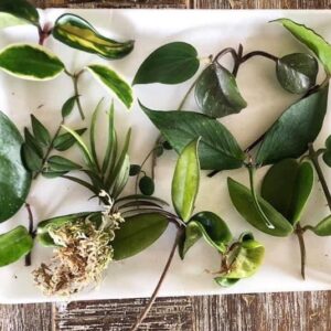 Hoya Fresh Plant Cuttings x 20