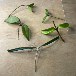 Mix Random Hoya Plant Fresh Cuttings x 10