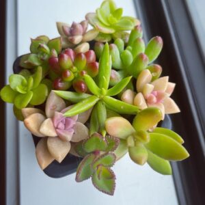 Succulent Fresh Cuttings x 30
