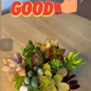 Succulent Fresh Cuttings x 50