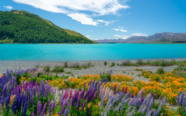 Spring in New Zealand: A Season of Renewal and Growth